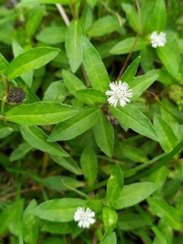 Guntagalagara Aaku/ False daisy Benefits