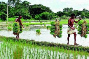 తెలంగాణ రైతుకు గుండె ధైర్యం..! సగానికి తగ్గిన ఆత్మహత్యలు..!