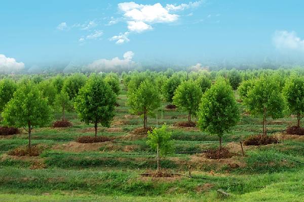 Farm land boom around hyderabad