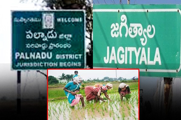 palnadu farmers eaglery waiting for jagityal seeds