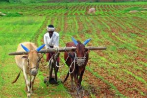 ఈ నెల 20న రైతుల ఖాతాల్లో అన్నదాత సుఖీభవ నిధులు!