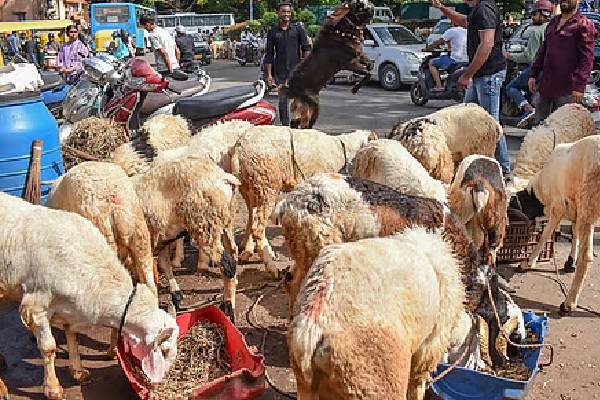 రూ.1000 కోట్ల గొర్రెల స్కామ్ – ఎవరికి మూడుతుందో ?
