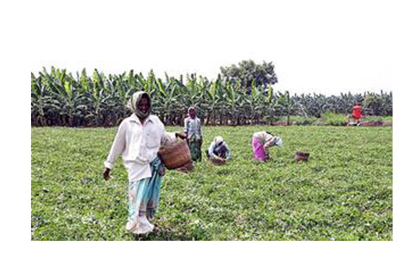 Telangana farmers