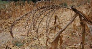 Drought hits 231 mandals in TS