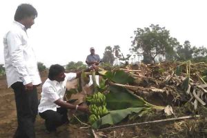 Medha Patkar condemns razing of crops by CRDA officials