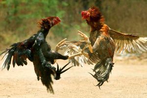 Cockfighting Preparations in Andhra Pradesh Ahead of Sankranti