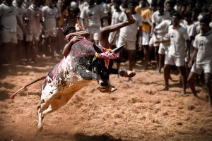 Jallikattu organized in Chittoor district despite SC ban