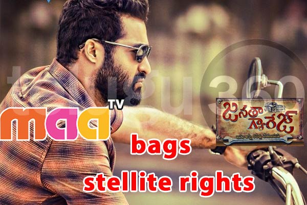 Maa TV bags NTR janatha garage satellite rights, janatha garage satellite rights, janatha garage satellite price,