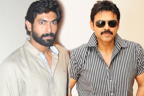 Venkatesh Rana’s Multistarrer on Cards, Ravikanth Perepu direct Daggubati 's movie, Venkatesh, Rana and Chaitu Multistarrer Movie