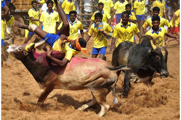 Jallikattu