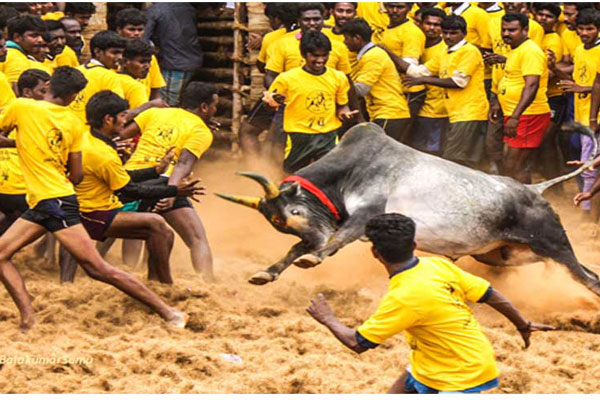 Jallikattu