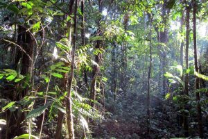 Heartfulness Institute to develop rainforest near Hyderabad