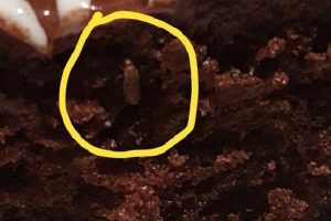 Insect in chocolate cake at IKEA store