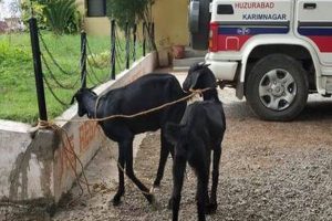 Two goats ‘arrested’ in Telangana for grazing on saplings
