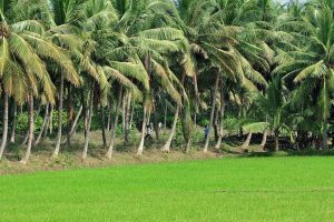 Telugu farmers stare at major crisis amid lockdown
