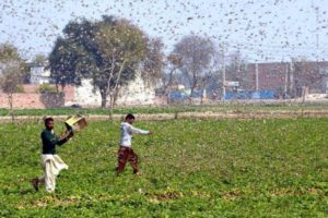 Locusts storm Harish Rao’s bastion