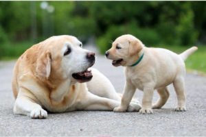 AP Govt GO ordering licenses mandatory for dogs, pigs