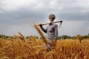 AP Farmers Can Now Sell Grain Through WhatsApp