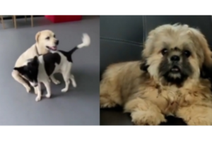 Mahesh Babu, Adivi Sesh’s furry friends steal the limelight