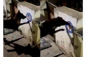 Police complaint against dog for tearing Andhra CM’s poster