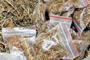 AP Govt Cracks Down on Ganja Trade