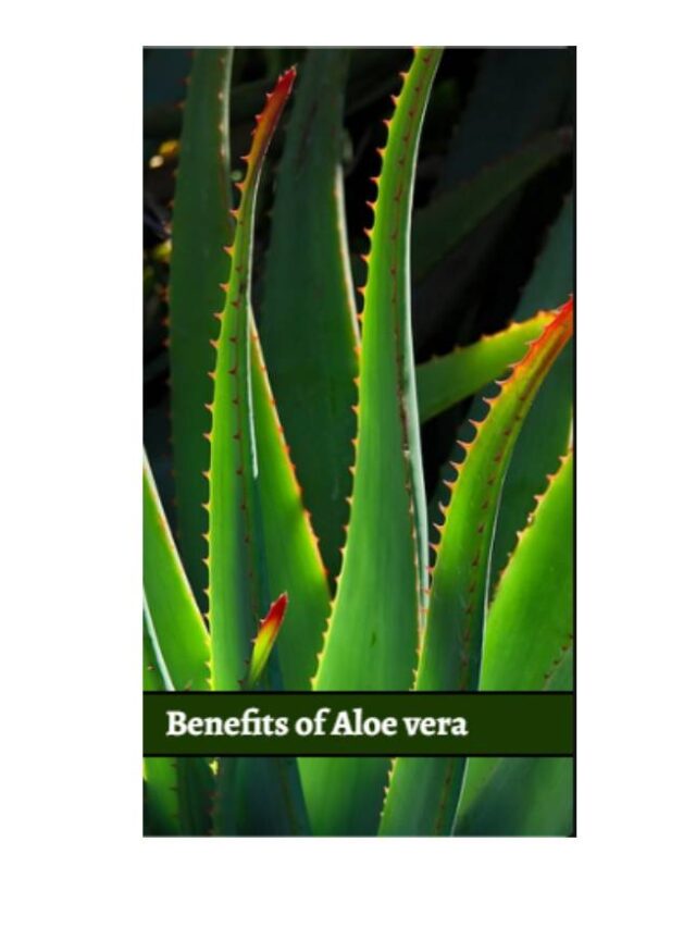 Aloe vera