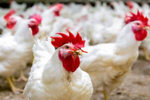 Andhra Pradesh Takes Strict Measures to Control Bird Flu Outbreak
