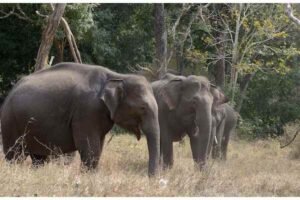 Five Devotees Killed in Elephant Attack in Andhra Pradesh