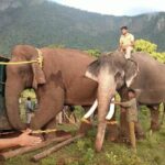 Karnataka hands over Kumki elephants to AP