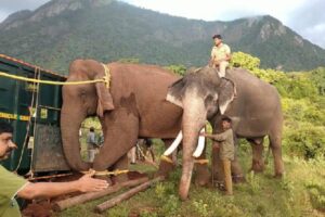 Kudos to Pawan: Karnataka hands over Kumki elephants to AP
