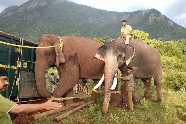 Kudos to Pawan: Karnataka hands over Kumki elephants to AP
