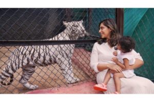 Zoo Names Tigress After Charan’s Daughter Klin Kaara