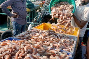 Tariff Wave Hits Andhra Coast: Andhra’s Seafood Sector Struggles with US Blow and Climate Shocks